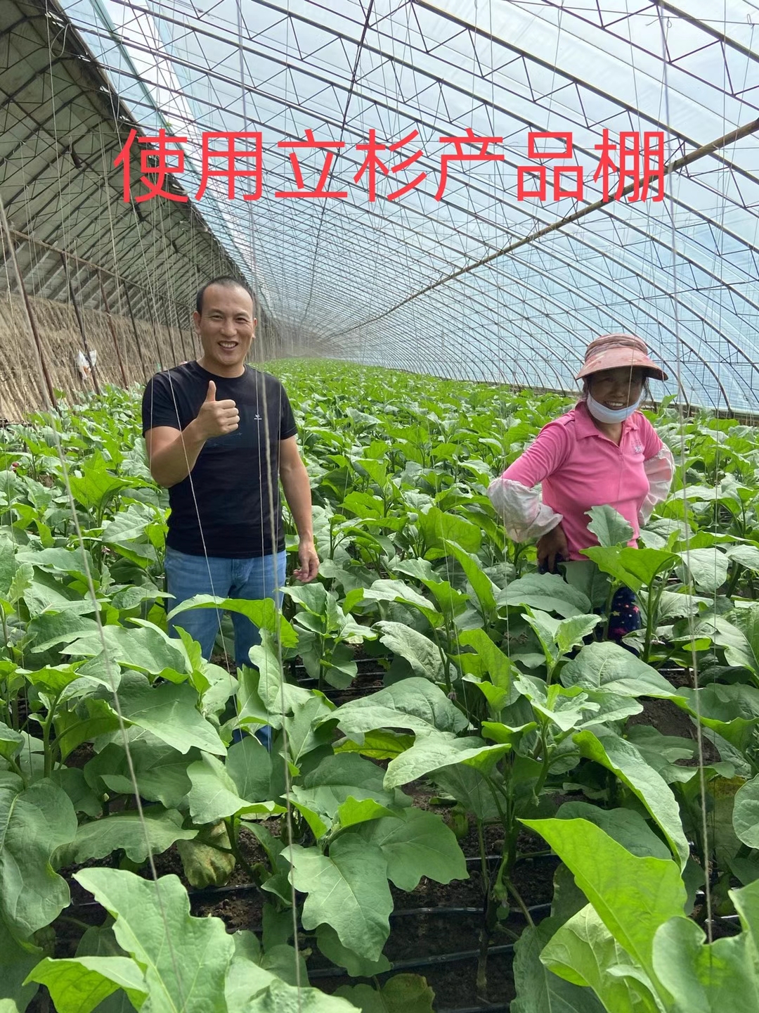 <a href=http://www.021lq.com target=_blank class=infotextkey>上海立杉</a>水溶肥在北方暖棚茄子上的效果反饋2