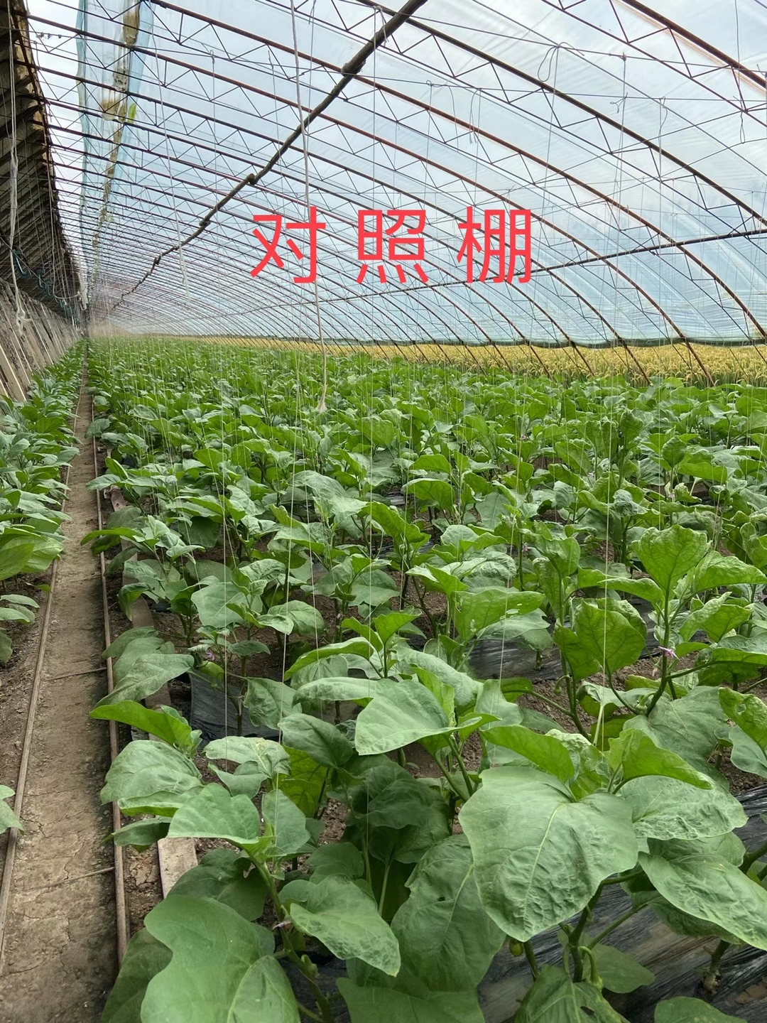 <a href=http://www.021lq.com target=_blank class=infotextkey>上海立杉</a>水溶肥在北方暖棚茄子上的效果反饋3