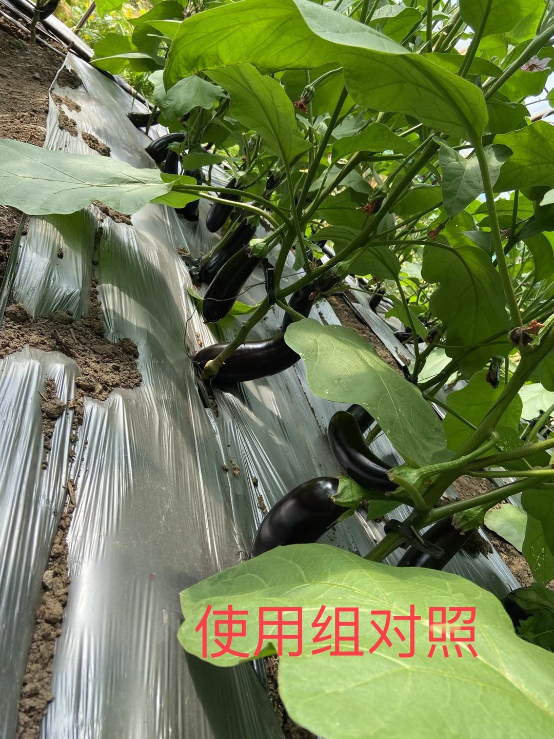 <a href=http://www.021lq.com target=_blank class=infotextkey>上海立杉</a>水溶肥在北方暖棚茄子上的效果反饋5