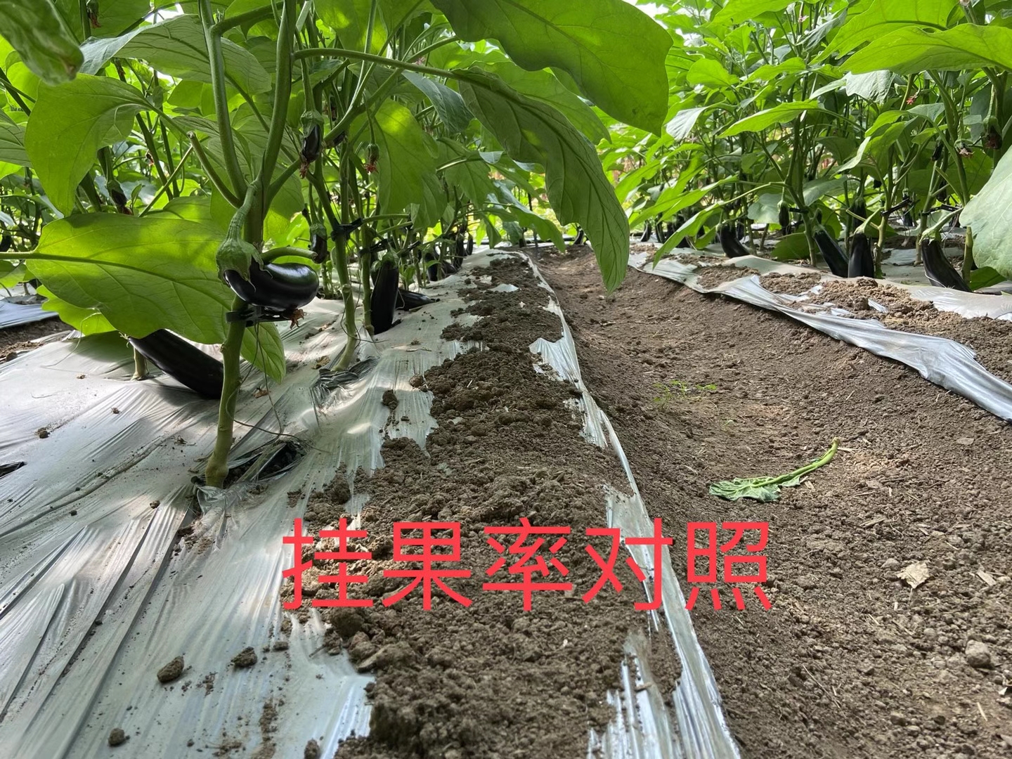 <a href=http://www.021lq.com target=_blank class=infotextkey>上海立杉</a>水溶肥在北方暖棚茄子上的效果反饋4